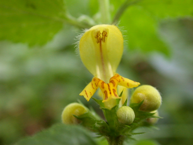 Lamium galeobdolon / Ortica morta gialla